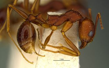 Media type: image;   Entomology 22781 Aspect: habitus lateral